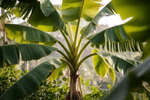 bananier-tropical-feuilles-vertes-lumiere