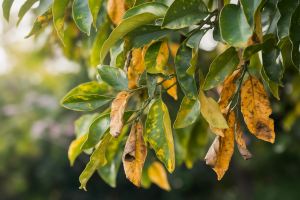 branche-citronnier-feuilles-taches-jaunes-enroulees