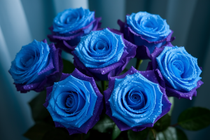 gros-plan-roses-bleues-gouttes