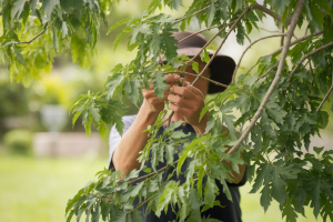 jardinier-murier-taille-chapeau