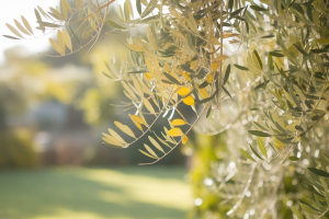 olivier-feuilles-jaunes-jardin-ensoleille