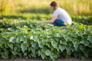 potager-patate-douce-personne-agenouillee