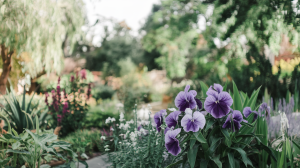 fleurs-pourpier-jardin-ensoleille
