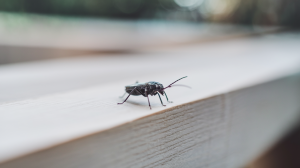 insecte-noir-bois-clair
