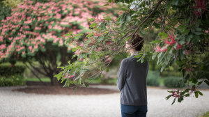 jardin-tranquille-albizia-fleurs-personne