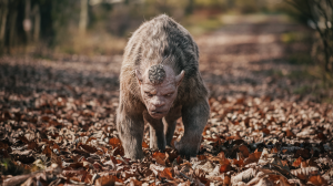 Orvet Morsure : Est-ce Dangereux ?