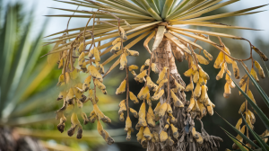 yucca-feuilles-jaunies-maladie-vegetal