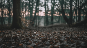 foret-dense-crepuscule-feuilles-sol