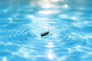 insecte-noir-eau-piscine-soleil