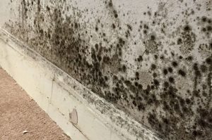 Bâti ancien et humidité : comment protéger les murs traditionnels des remontées capillaires ?