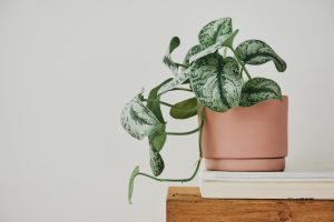 Hoya, la plante à fleurs de porcelaine aux multiples attraits