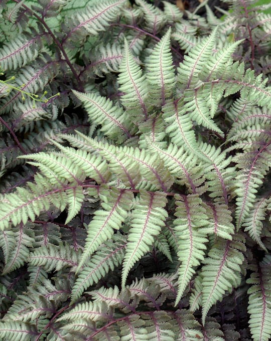 Close-up image of Ghost fern