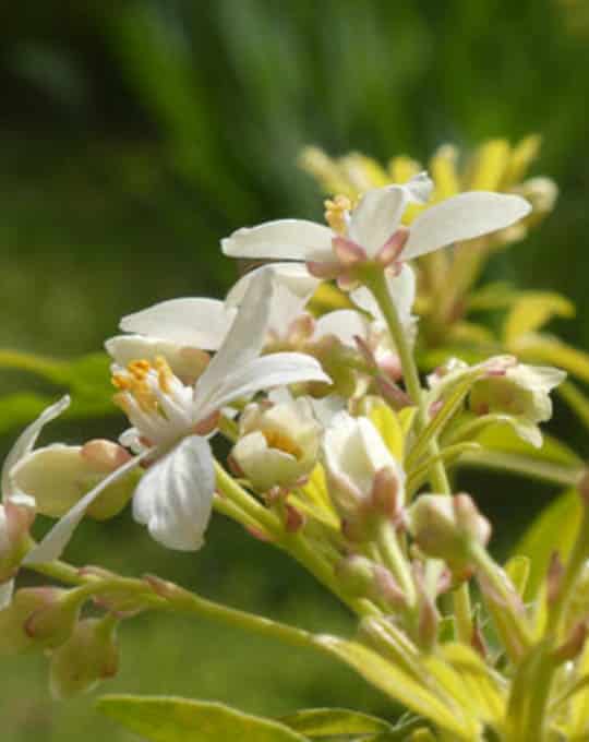 White flowers of Choisya ternata ‘Aztec Pearl’