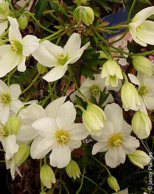 CLEMATIS AVALANCHE