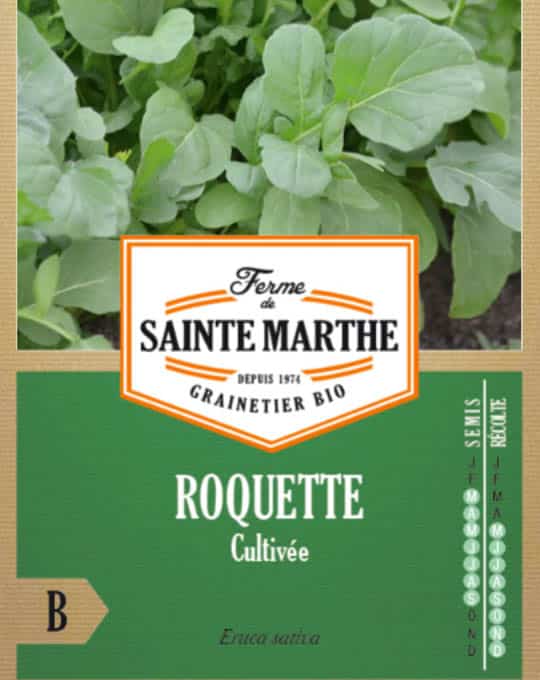 Eruca sativa – Roquette Cultivée-2