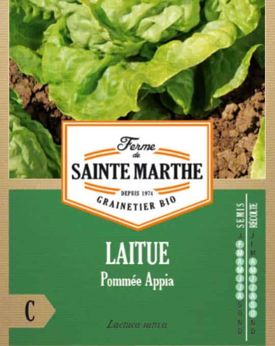 Lactuca sativa – Laitue Pommée Appia-2