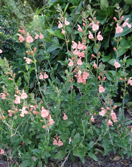 Salvia jamensis california sunset