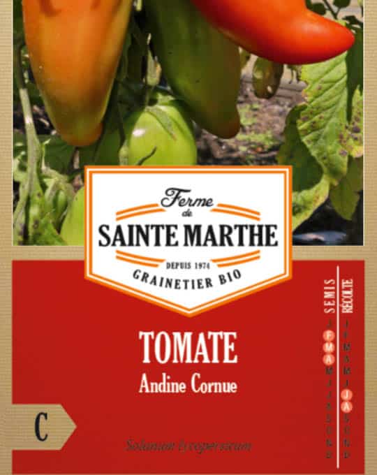 Solanum lycopersicum – Tomate Andine Cornue2-2