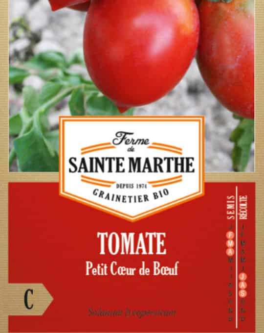Solanum lycopersicum – Tomate Petit Coeur de Boeuf-2
