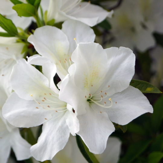 white Rhododendron flowers