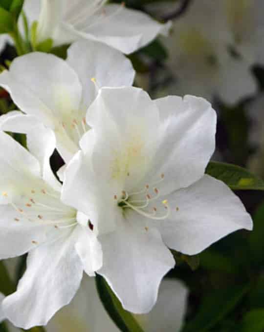 white Rhododendron flowers