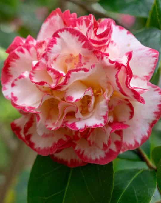 Kamelie Margaret Davis(Camellia japonica) im Frühling 1 – 1.4.2