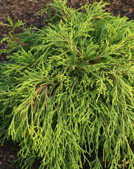 Chamaecyparis pisifera Sungold / Cypress