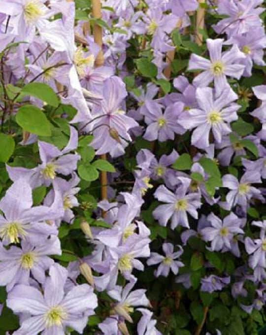 CLEMATIS-VITICELLA-PRINCE-CHARLES-540×680-1.jpg