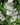 Deutzia gracilis Maiblumenstauch