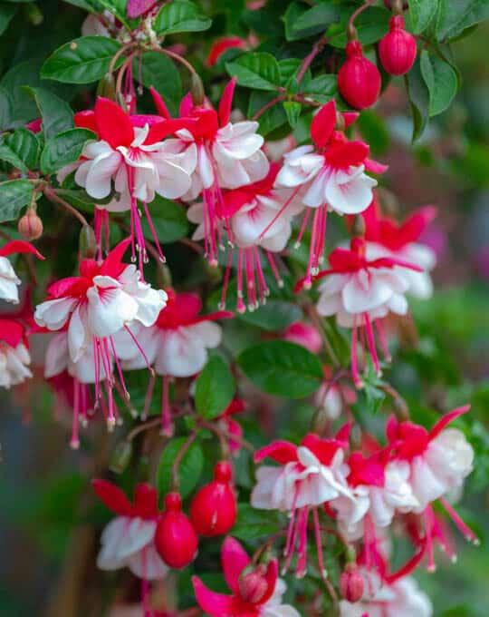 Selective focus of Fuchsia magellanica, Red white flower in the