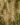 PENNISETUM-ALOPECUROIDES-LITTLE-BUNNY-540×680-1.jpg