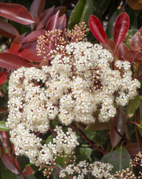 Flowering Photinia or robin plant, growing outdoors. Red leaves