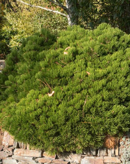 Green Foliage of an Evergreen Coniferous Dwarf Mountain Pine Shr