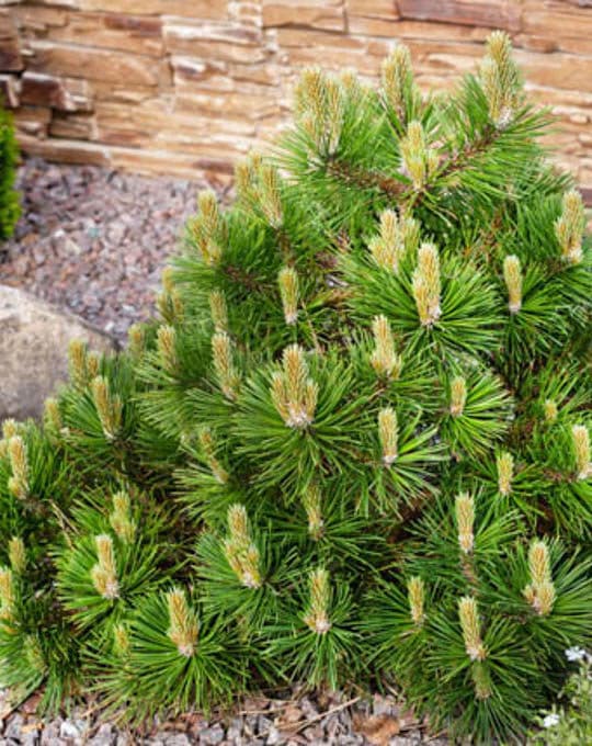 Small dwarf mountain pine with young buds in spring.Pinus mugo m