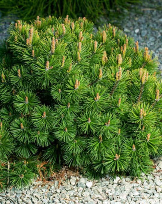 Cultivar dwarf mountain pine Pinus mugo var. pumilio in the rocky garden.