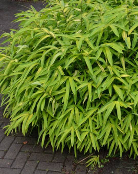 ground cover dwarf bamboo reaches a height of about 0.8 m with r