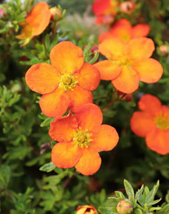 Closeup of orange potentilla shrub flowers in summer