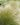 Stipa tenuifolia | Stipe cheveux d’ange ou jarava plumeux au feu